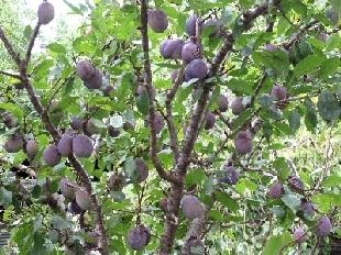 庭の果樹